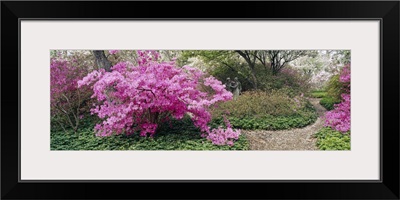 Azalea flowers in a garden, Garden of Eden, Ladew Topiary Gardens, Monkton, Baltimore County, Maryland