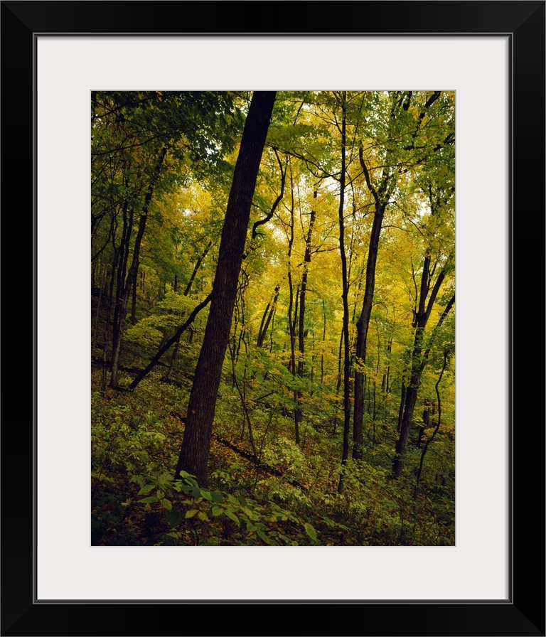 Back lit autumn color trees along Sugar Maple Trail, Wyalusing State Park, Wisconsin