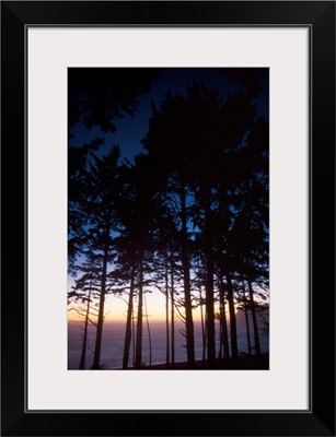 Back Lit Pine Trees At Second Beach