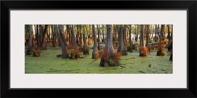 Bald cypress trees (Taxodium disitchum) in a forest, Illinois