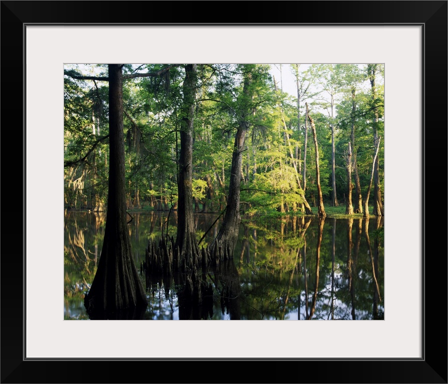 Large trees are photographed as they grow from water. A line of them stand in the background.