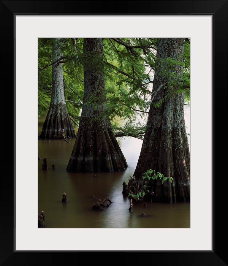 Giant vertical photograph of several large cypress tree trunks with branches of green overhead, in the water of Lake Boliv...