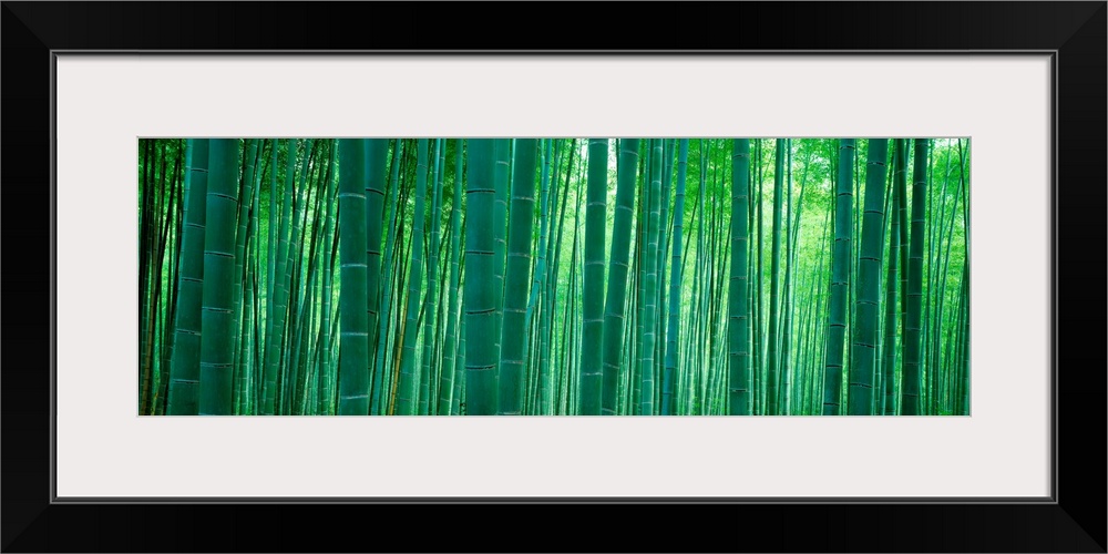 Panoramic wall art of vertical stalks of bamboo in a shaded forest.