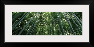 Bamboo trees, Arashiyama, Kyoto Prefecture, Kinki Region, Honshu, Japan
