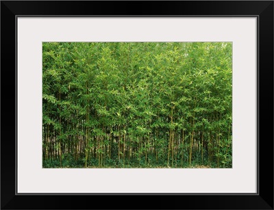 Bamboo trees in a forest, Fukuoka, Kyushu, Japan