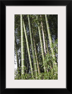 Bamboos in a forest, Hawaii