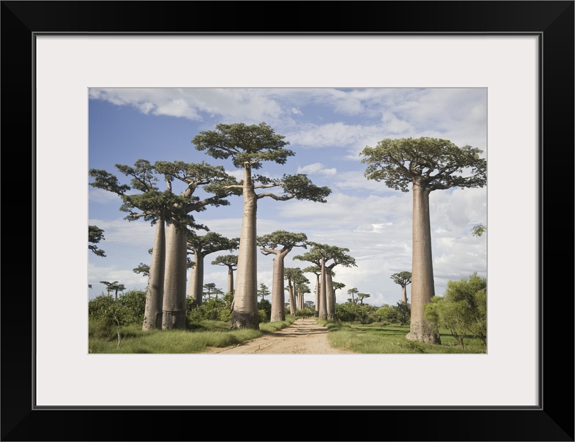 Baobab trees (Adansonia digitata) along a dirt road, Avenue of the Baobabs, Morondava, Madagascar