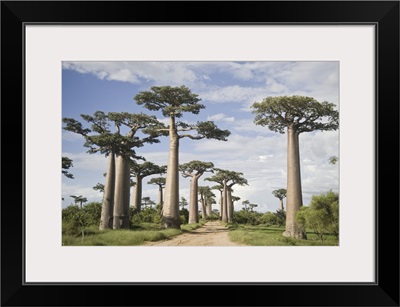 Baobab Trees Along A Dirt Road, Avenue Of The Baobabs, Morondava, Madagascar