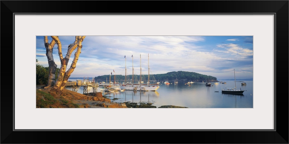 Giant horizontal photograph of a large tree near the shore, overlooking many boats in the waters of Bar Harbor in Maine, b...