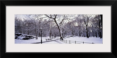Bare trees during winter in a park, Central Park, Manhattan, New York City, New York State