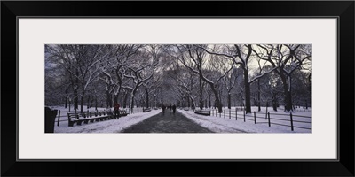 Bare trees in a park, Central Park, New York City, New York State