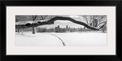 Bare trees in a park, Lincoln Park, Chicago, Illinois