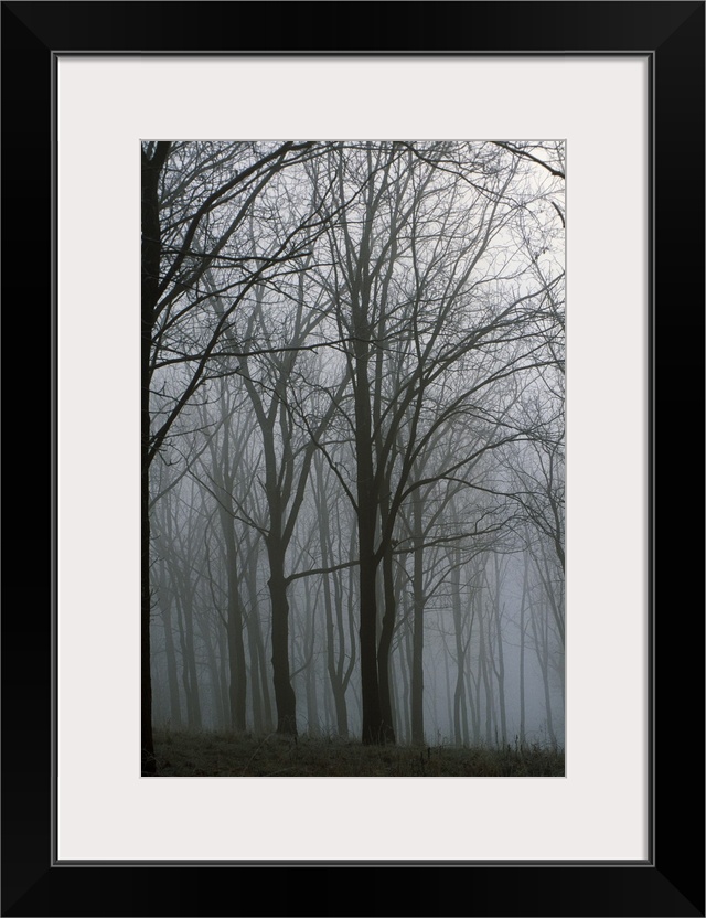 Bare trees in misty forest, Finger Lakes Region, New York