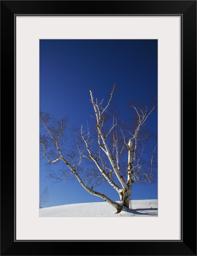 Bare white birch tree (Betula papyrifera) in snow, clear blue sky, New York