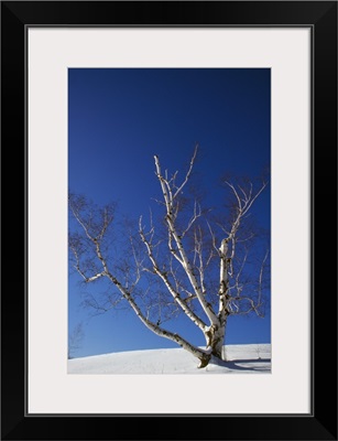 Bare white birch tree (Betula papyrifera) in snow, clear blue sky, New York