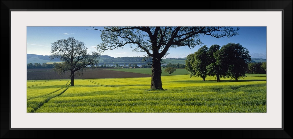 Panoramic photo on canvas of a field of grass with trees sprinkled throughout and rolling hills in the background.