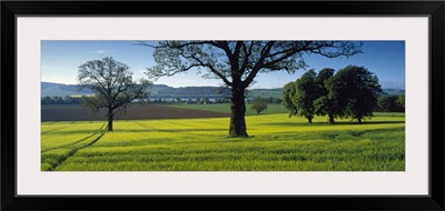 Barley Fields Tayside Scotland