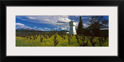 Barn in a mustard field near St. Helena Napa Valley Napa County California