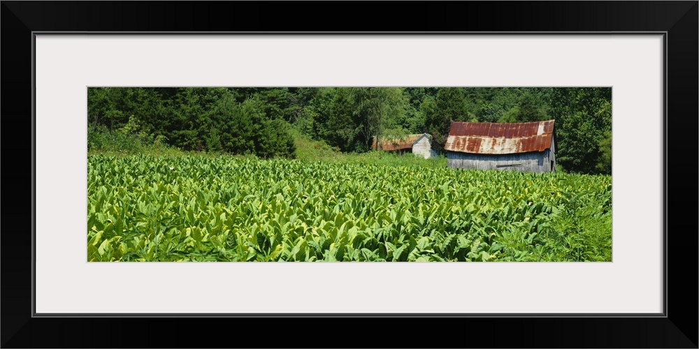 Barn in a tobacco field, Kentucky