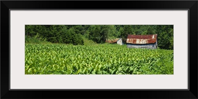 Barn in a tobacco field, Kentucky