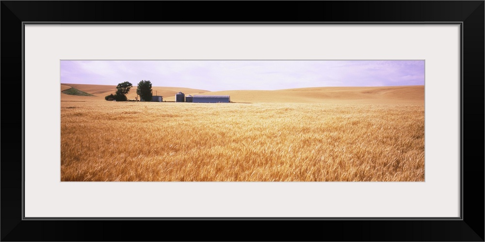 Barn in a wheat field, Palouse Country, Washington State