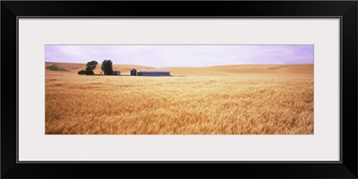 Barn in a wheat field, Palouse Country, Washington State