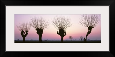 Barren Willows at Sunset Italy