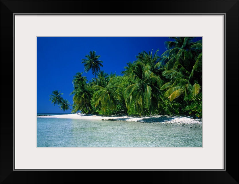 Photographic print of a luscious forest of palm trees meeting a white sand beach with crystal clear ocean water.