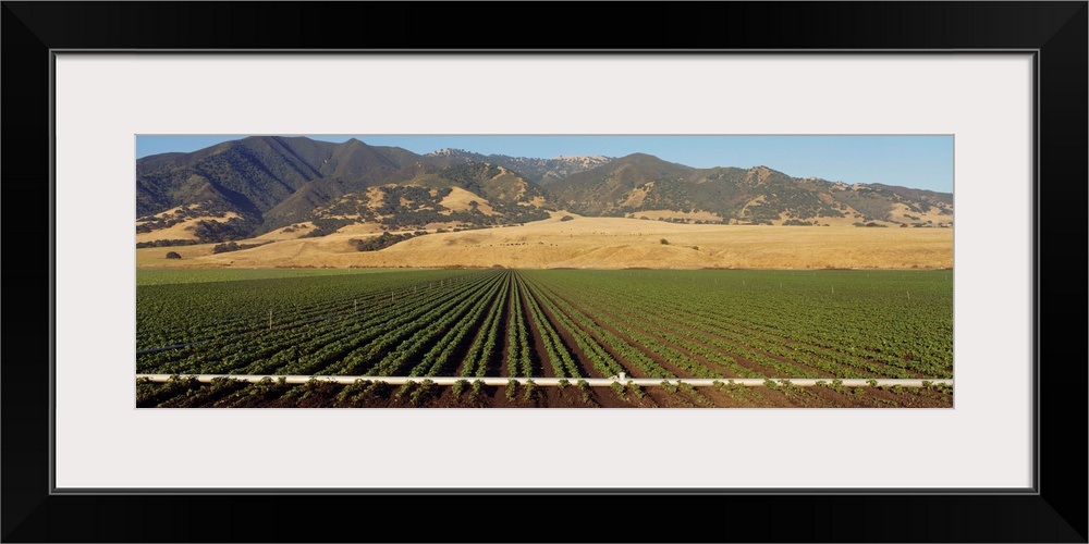 Bean Field Salinas Valley CA