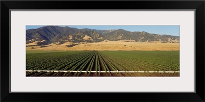 Bean Field Salinas Valley CA