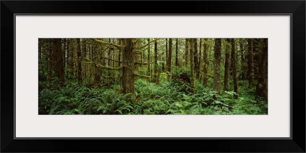 Bigleaf maple trees in a forest, Temperate Rainforest, Mt St. Helens National Volcanic Monument, Washington State,