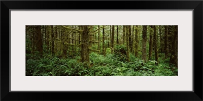 Bigleaf maple trees in a forest, Temperate Rainforest, Mt St. Helens National Volcanic Monument, Washington State,