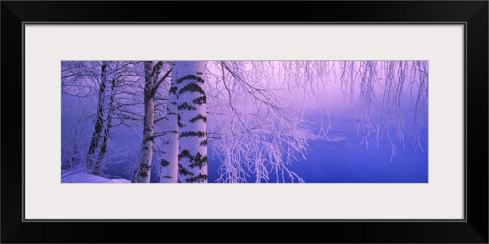 Birch tree at a riverside, Vuoksi River, Imatra, Finland