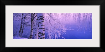 Birch tree at a riverside, Vuoksi River, Imatra, Finland