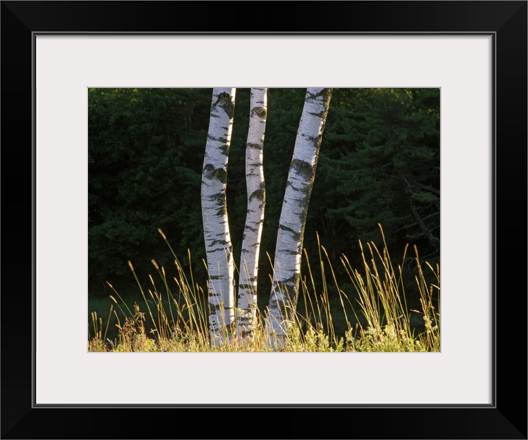 Birch tree detail, Maine