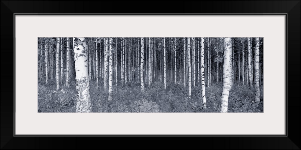 Panoramic photograph of trees in forest with thick bush and shrubbery covering the ground.