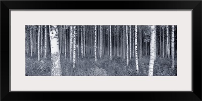 Birch trees in a forest, Finland