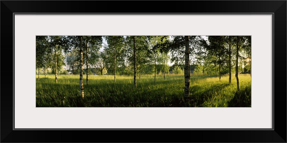 Birch trees in a forest, Imatra, South Karelia, Southern Finland, Finland