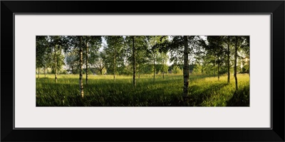 Birch trees in a forest, Imatra, South Karelia, Southern Finland, Finland