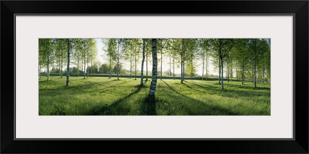 Birch trees in a forest, Imatra, South Karelia, Southern Finland, Finland