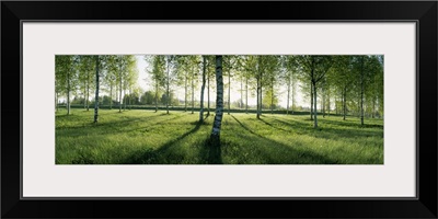 Birch trees in a forest, Imatra, South Karelia, Southern Finland, Finland