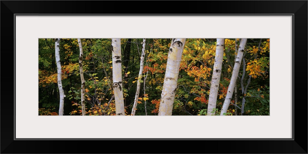 This panoramic piece shows several different size birch trees with green, yellow and orange colored leaves scattered throu...