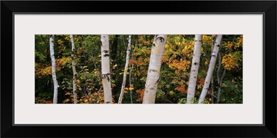 Birch trees in a forest, New Hampshire