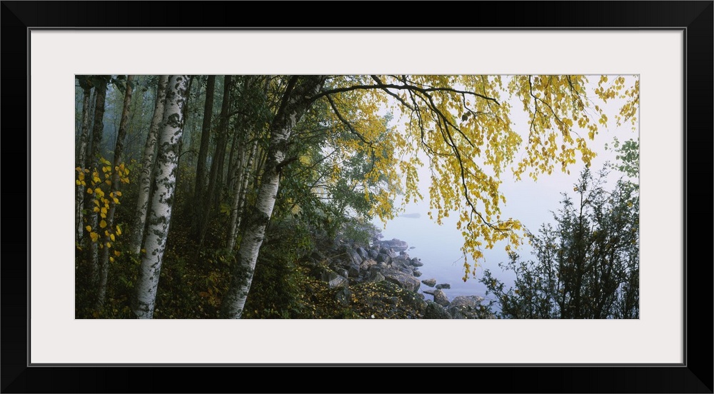 Photograph peering through the birch tree leaves at the stony edge of a river in Finland.