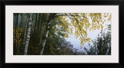 Birch trees in a forest, Puumala, Finland