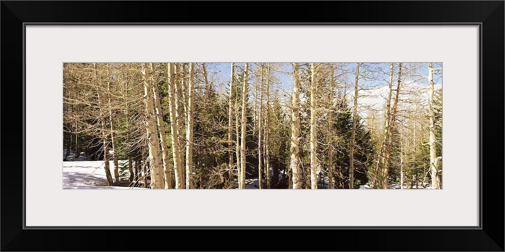 Birch trees on a mountain, Ebbetts Pass, Sierra Nevada, Alpine County, California, USA