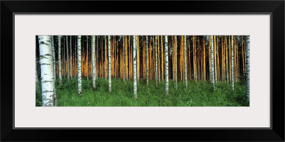 Large panoramic photo of birch tree trunks in Saimma Lakelands, Finland. Top of trees are not visible.