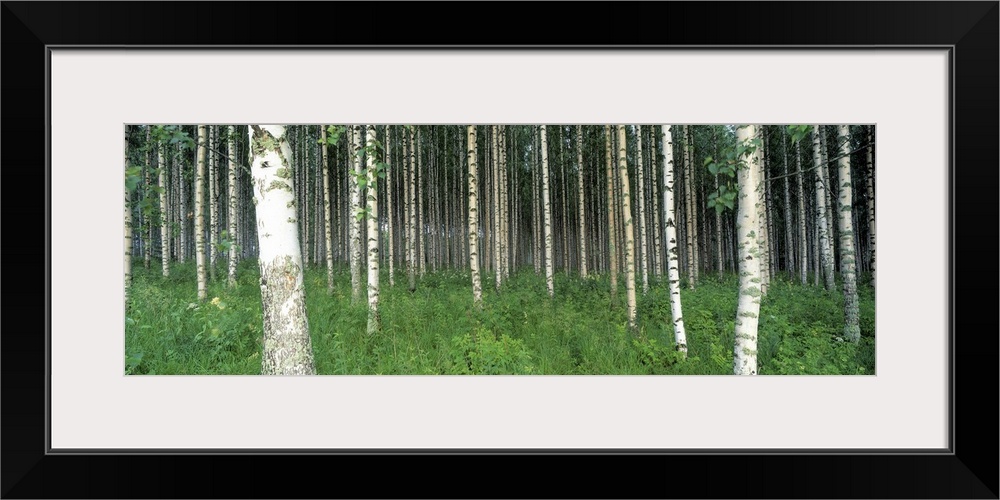 Birch Trees Saimma Lakelands Finland