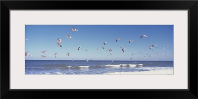 Birds on Beach along Route A1A Atlantic Ocean Nr Flagler Beach Florida