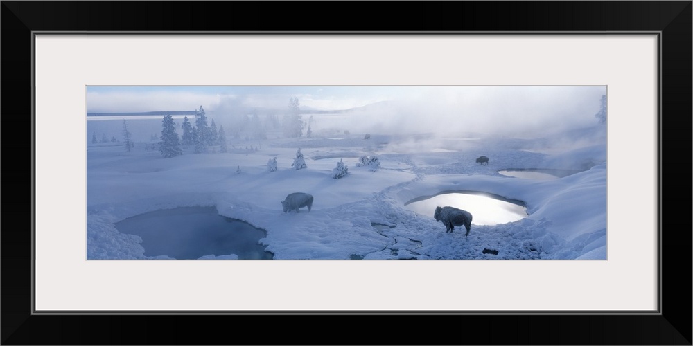 Long horizontal photo on canvas of bison standing in a snowy landscape with steam coming up from the ground.